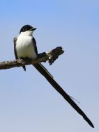 tesourinha tesourinha